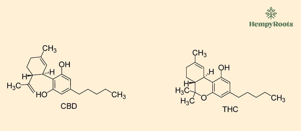 estrutura molecular CBD e THC - diferenças entre CBD e THC