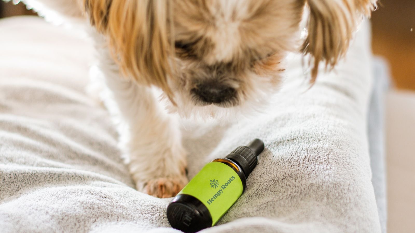 CBD for Dogs and Cats: A relief for anxiety