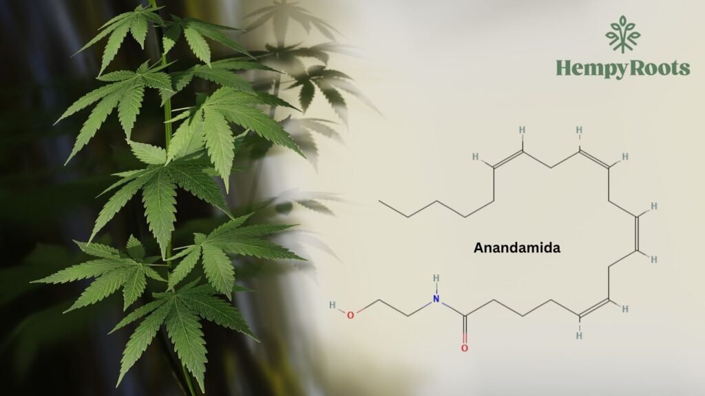 Estrutura molecular do endocanabinoide anandamida - HempyRoots